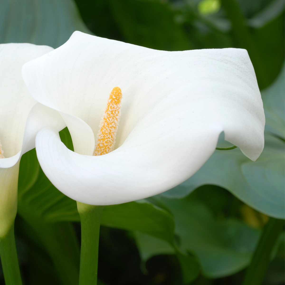 Florastore Calla 'Ruby' - Zantedeschia - Weiß - Höhe 30-40Cm - ⌀12Cm