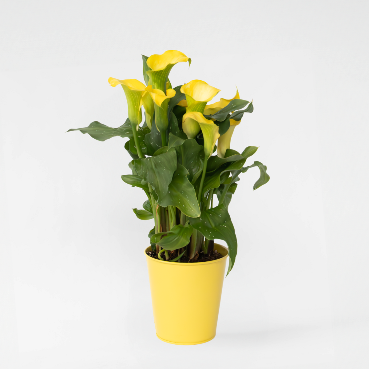 Florastore Calla 'Zara' - Zantedeschia - Gelb - Höhe 30-40Cm - ⌀12Cm