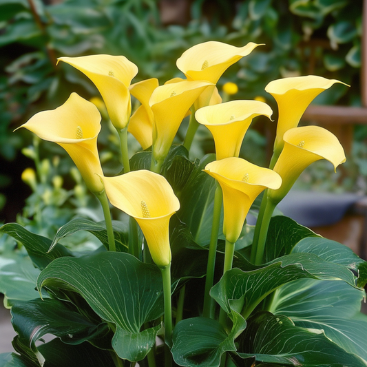 Florastore Calla 'Zara' - Zantedeschia - Gelb - Höhe 30-40Cm - ⌀12Cm