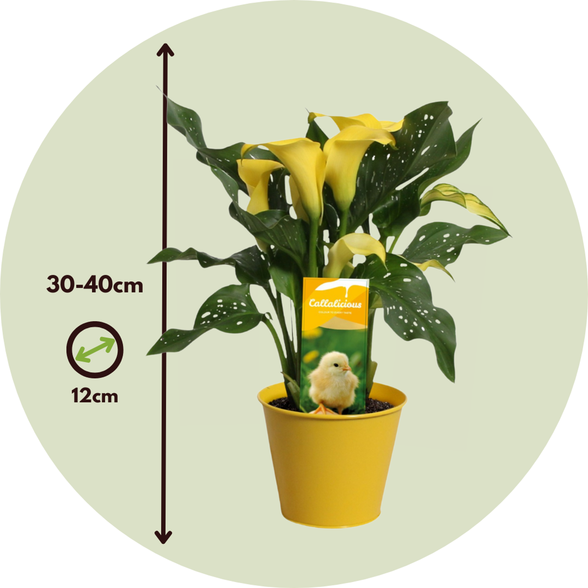 Florastore Calla 'Zara' - Zantedeschia - Gelb - Höhe 30-40Cm - ⌀12Cm