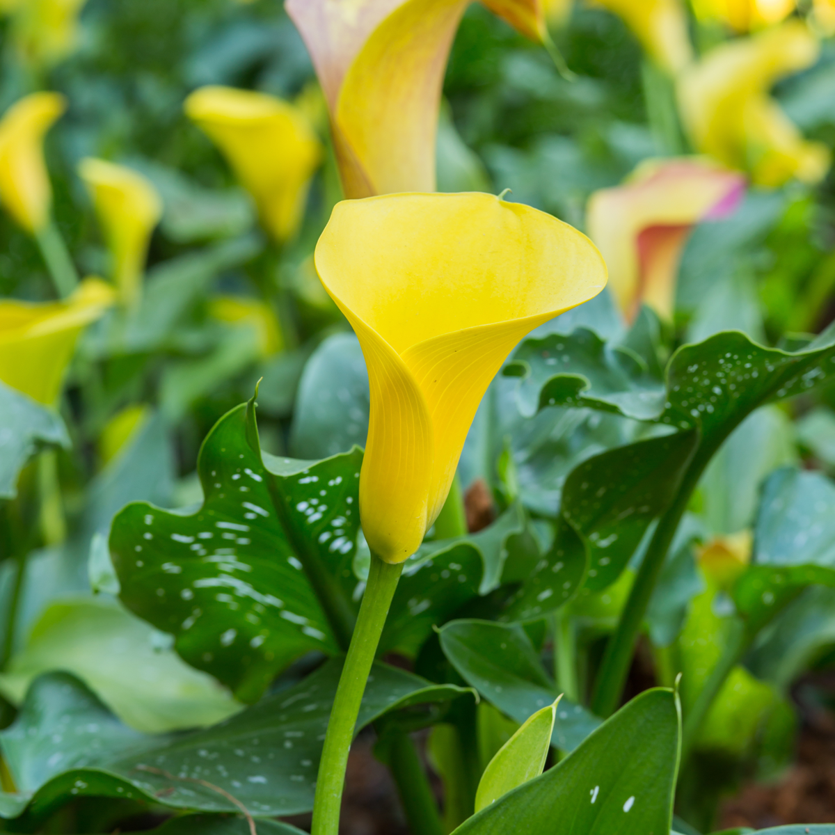 Florastore Calla 'Zara' - Zantedeschia - Gelb - Höhe 30-40Cm - ⌀12Cm