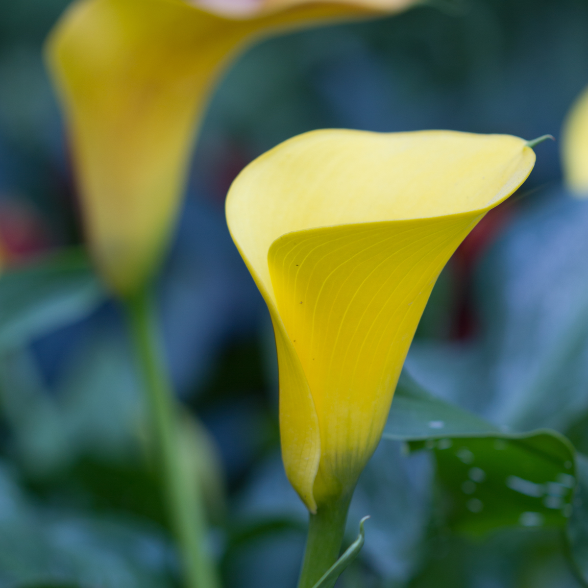Florastore Calla 'Zara' - Zantedeschia - Gelb - Höhe 30-40Cm - ⌀12Cm