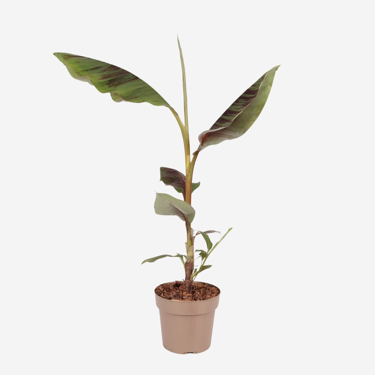 Florastore Rote Bananenpflanze - Musa Sikkimensis Ever Red - Höhe 55-70Cm - ⌀21Cm