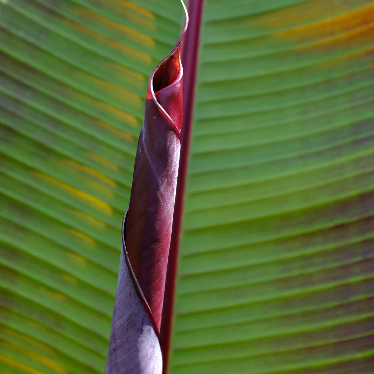 Florastore Rote Bananenpflanze - Musa Sikkimensis Ever Red - Höhe 55-70Cm - ⌀21Cm