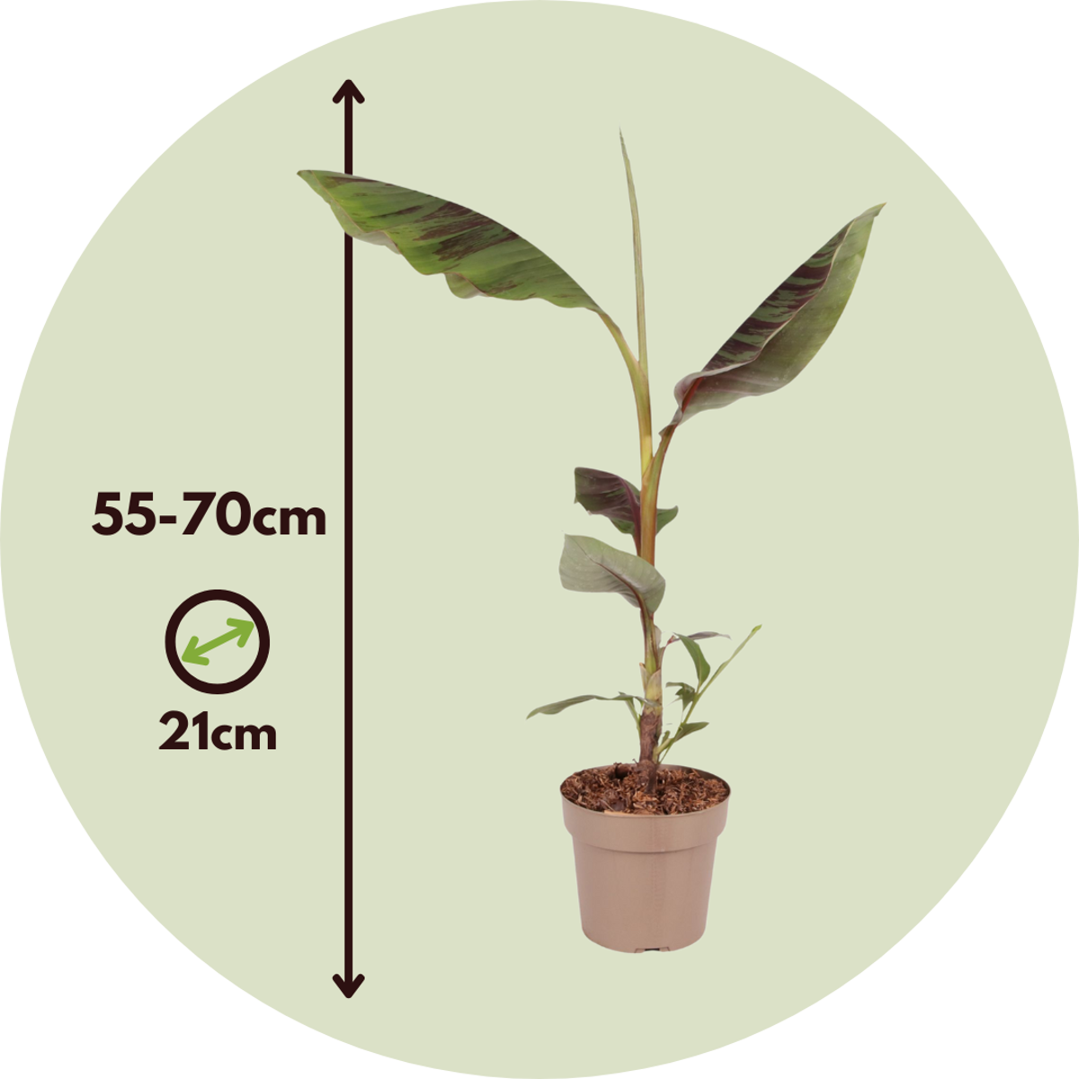 Florastore Rote Bananenpflanze - 2Er Set - Ensete Ventricosum - Höhe 55-70Cm - ⌀21Cm