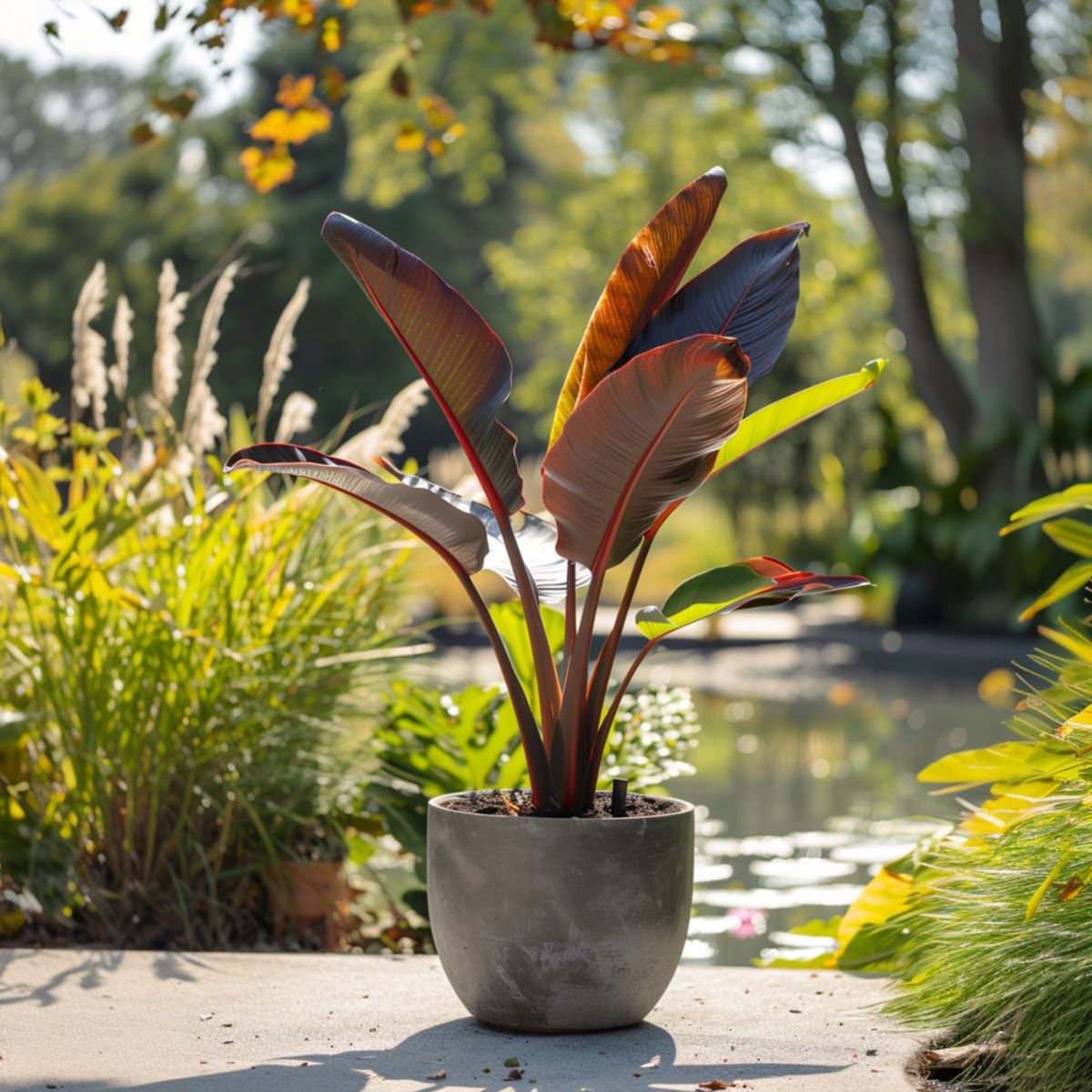 Florastore Rote Bananenpflanze - 2Er Set - Ensete Ventricosum - Höhe 55-70Cm - ⌀21Cm