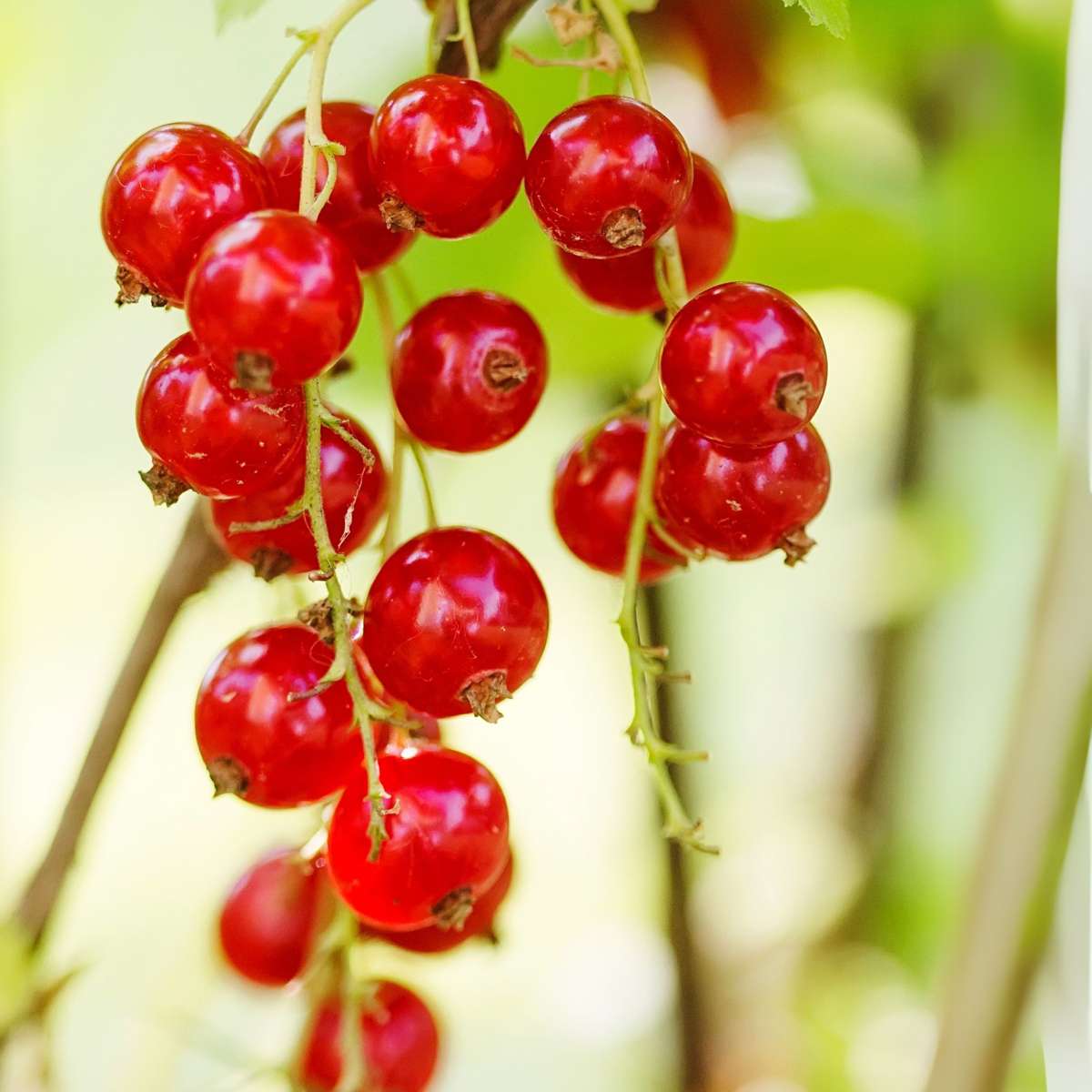Florastore Rote Johannisbeere - 3Er-Set - Ribes Rubrum - Höhe 25-40Cm - ⌀9Cm