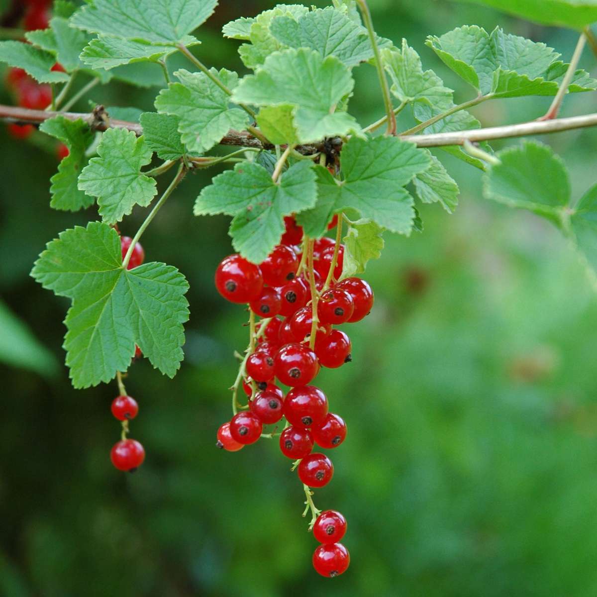 Florastore Rote Johannisbeere - 3Er-Set - Ribes Rubrum - Höhe 25-40Cm - ⌀9Cm