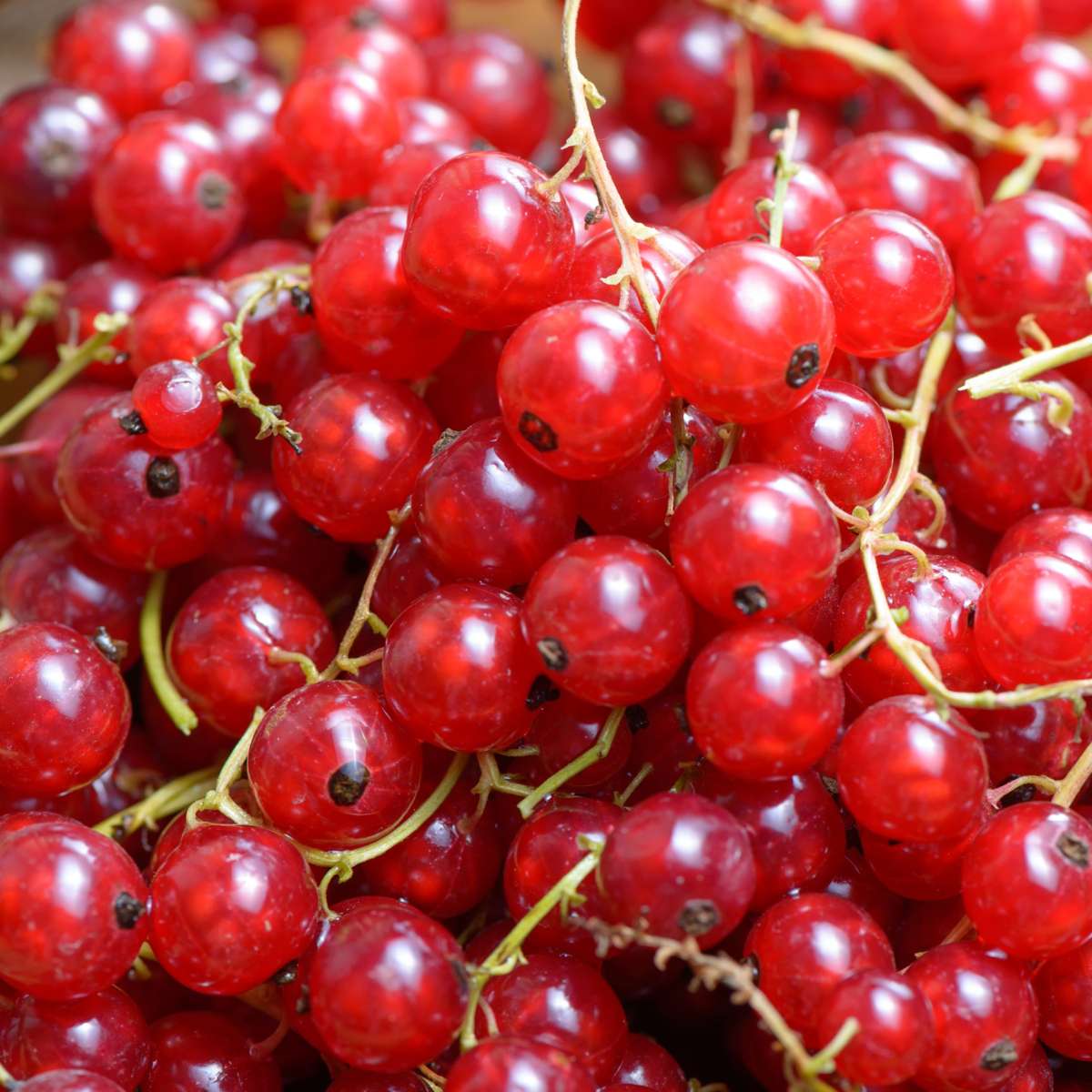 Florastore Rote Johannisbeere - 3Er-Set - Ribes Rubrum - Höhe 25-40Cm - ⌀9Cm