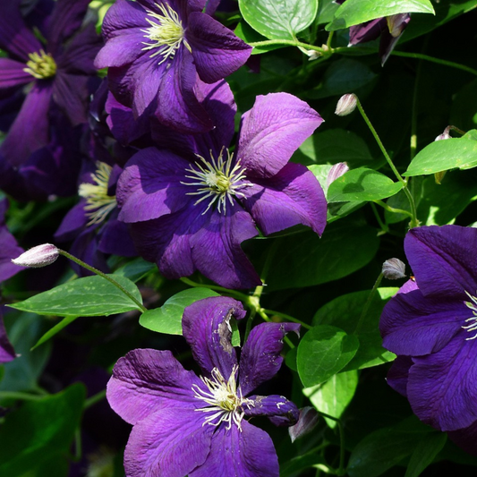 Florastore Waldrebe - 2 Stück - Clematis 'The President' - Höhe 100-120Cm - ⌀17Cm