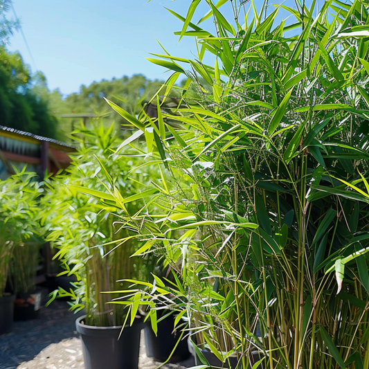 Florastore Bambus - 3Er-Set - Fargesia Nitida 'Black Dragon' - Höhe 25-40Cm - ⌀14Cm