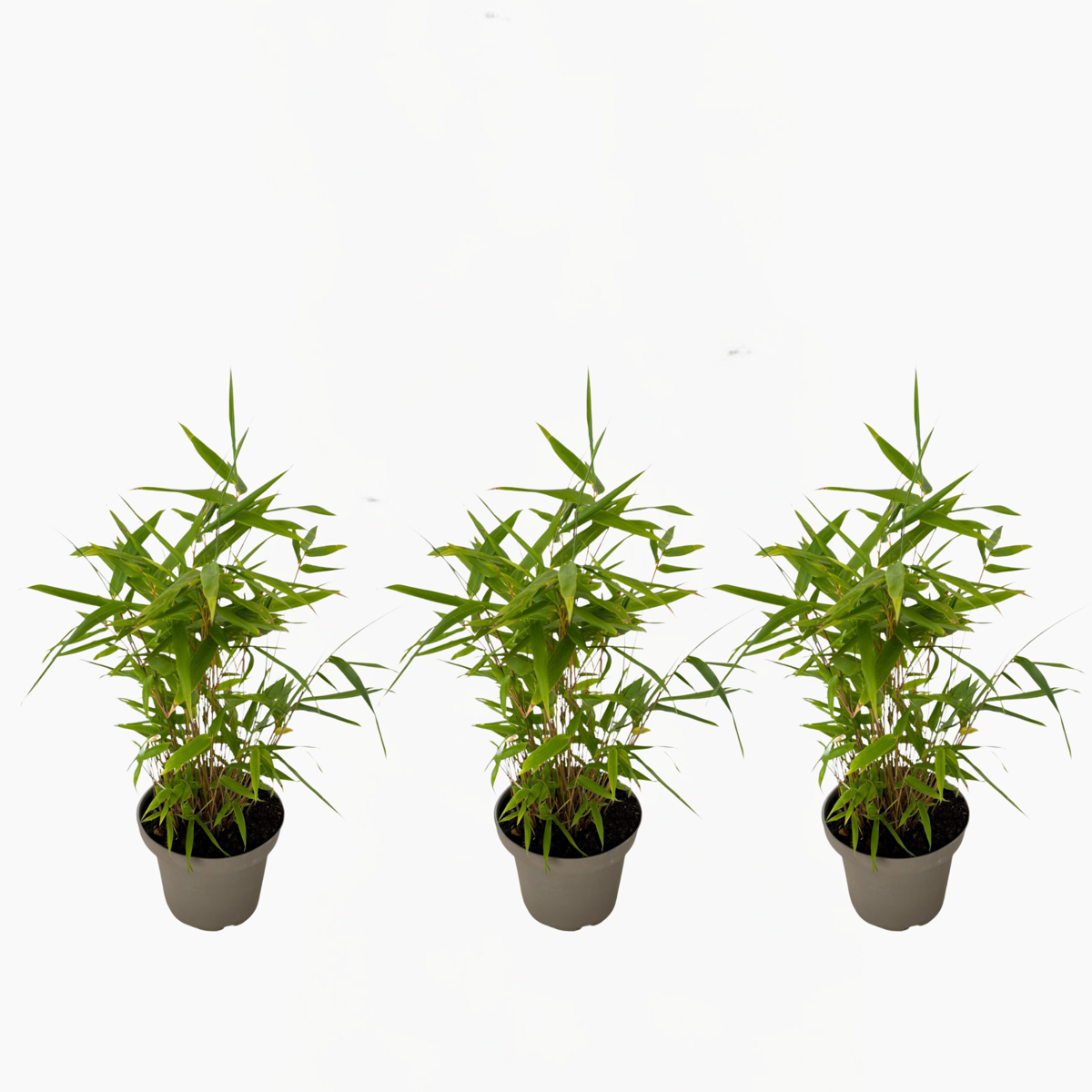 Florastore Bambus - 3Er-Set - Fargesia Nitida 'Black Dragon' - Höhe 25-40Cm - ⌀14Cm