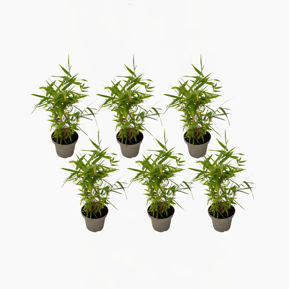 Florastore Bambus - 6Er-Set - Fargesia Nitida 'Black Dragon' - Höhe 25-40Cm - ⌀14Cm