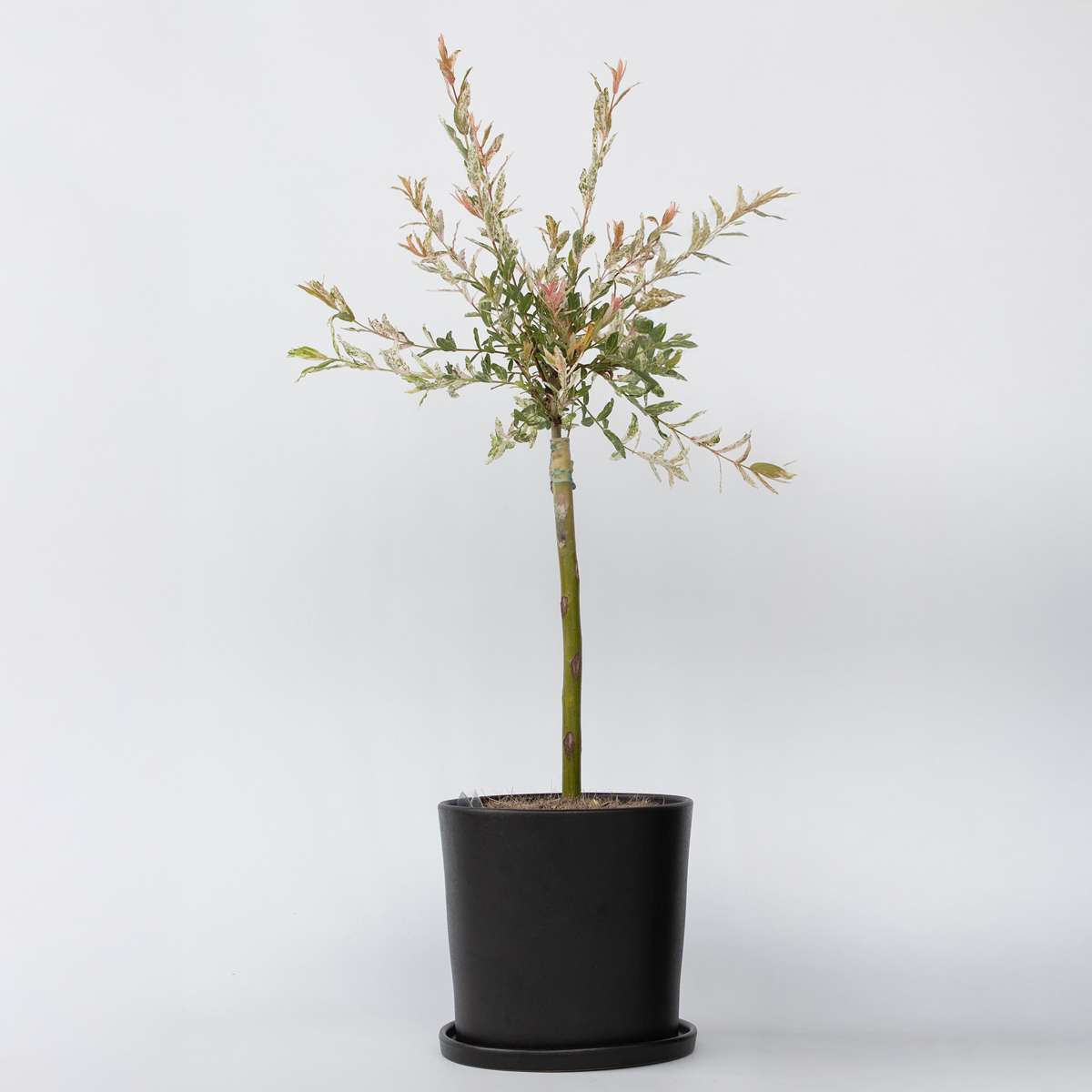 Florastore Zierweide - Salix Integra 'Flamingo' - Höhe 60-80Cm - Topf 17Cm
