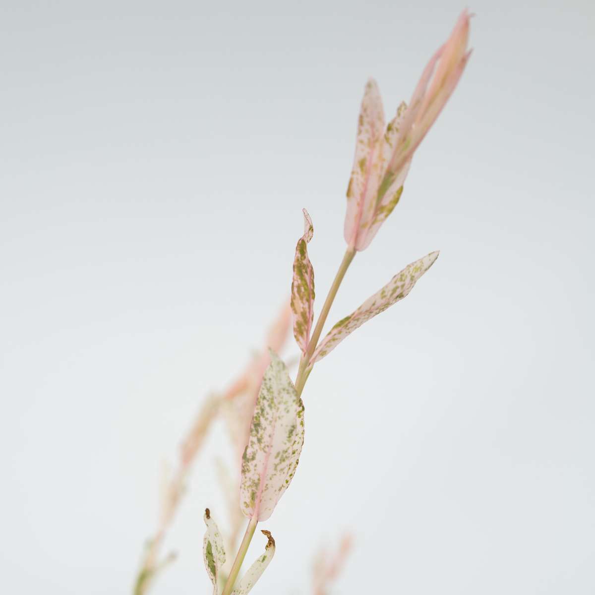 Florastore Zierweide - Salix Integra 'Flamingo' - Höhe 60-80Cm - Topf 17Cm