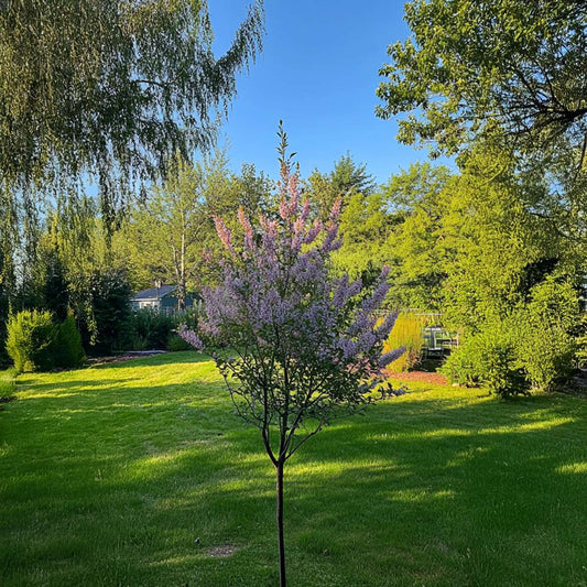 Florastore Zierweide - Salix Integra 'Flamingo' - Höhe 60-80Cm - Topf 17Cm