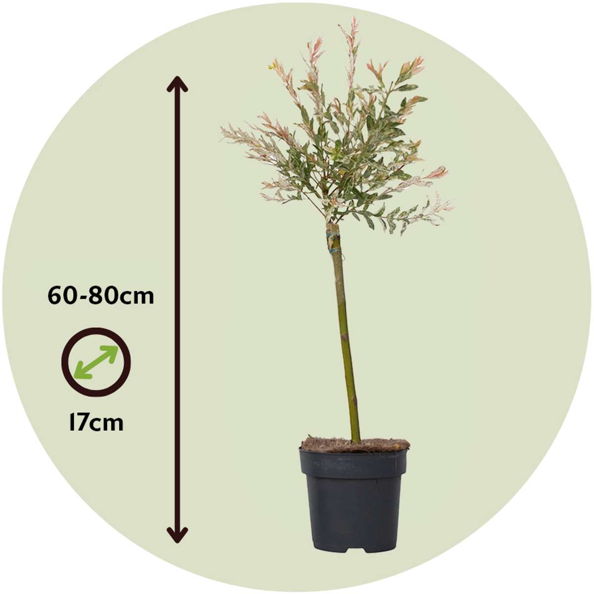 Florastore Zierweide - Salix Integra 'Flamingo' - Höhe 60-80Cm - Topf 17Cm