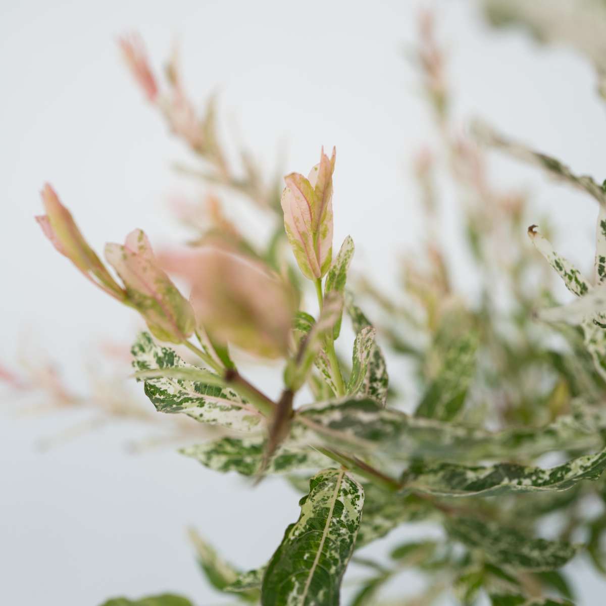 Florastore Zierweide - Salix Integra 'Flamingo' - Höhe 60-80Cm - Topf 17Cm