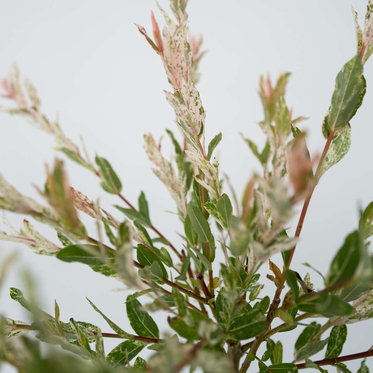 Florastore Zierweide - Salix Integra 'Flamingo' - Höhe 60-80Cm - Topf 17Cm