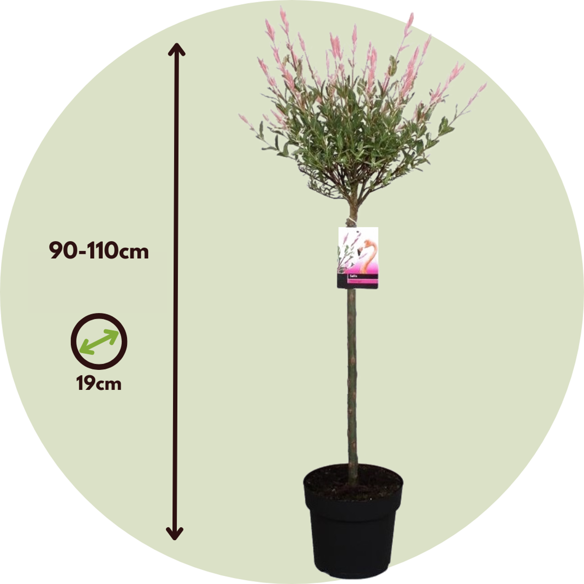 Florastore Zierweide - Salix Integra 'Flamingo' - Höhe 90-110Cm - Topf 19Cm