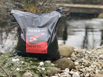 KENJI KOI Winter Balance – sinkend