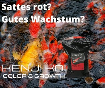 KENJI KOI Color & Growth 5kg