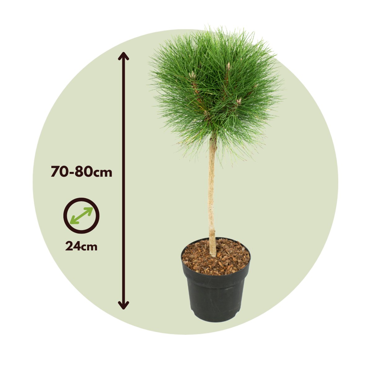 Florastore Pinie - Pinus 'Summer Breeze' - Höhe 70-80Cm - ⌀24Cm