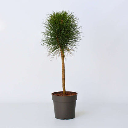 Florastore Pinie - Pinus 'Summer Breeze' - Höhe 70-80Cm - ⌀24Cm
