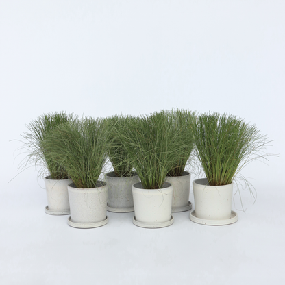 Florastore Neuseeland-Segge - 6 Stk - Carex 'Amazon Mist' - Höhe 15-25Cm - ⌀11Cm