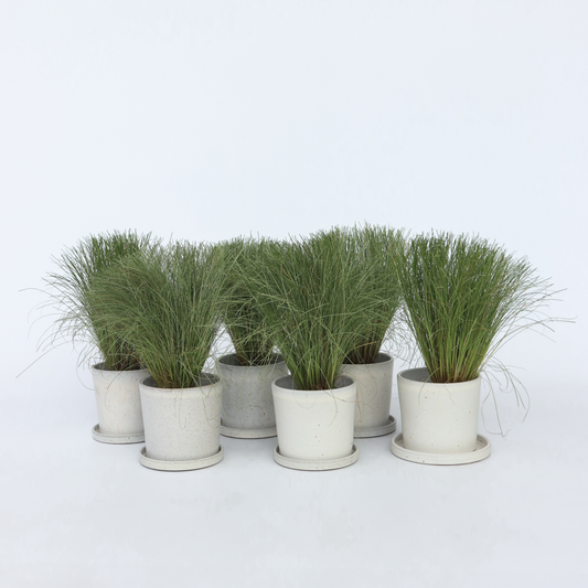 Florastore Neuseeland-Segge - 6 Stk - Carex 'Amazon Mist' - Höhe 15-25Cm - ⌀11Cm