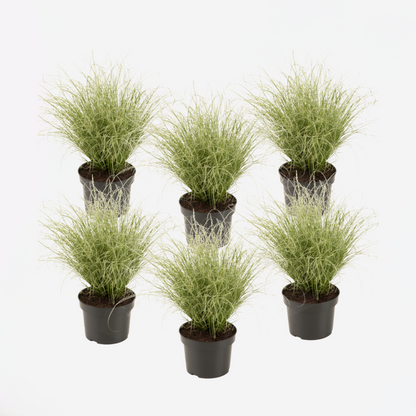 Florastore Neuseeland-Segge - 6 Stk - Carex 'Amazon Mist' - Höhe 15-25Cm - ⌀11Cm
