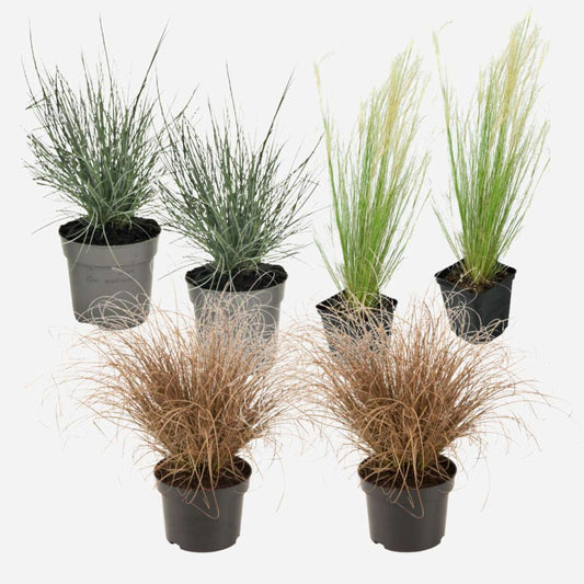 Florastore Ziergras-Set - 6 Stk - Stipa, Festuca, Carex - Höhe 15-25Cm - ⌀11Cm