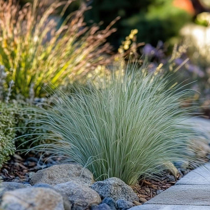 Florastore Ziergras-Set - 6 Stk - Stipa, Festuca, Carex - Höhe 15-25Cm - ⌀11Cm