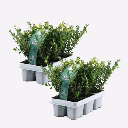 Florastore Japanische Stechpalme - 12 Stk - Ilex Crenata 'Jenny' - Höhe 10-20Cm - ⌀9Cm