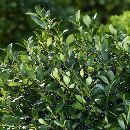 Florastore Japanische Stechpalme - 12 Stk - Ilex Crenata 'Jenny' - Höhe 10-20Cm - ⌀9Cm