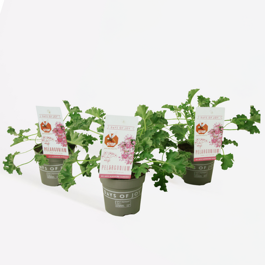 Florastore Anti-Moskito-Pflanze - 3 Stk - Pelargonium Pink Capitatum - Höhe 15-25Cm - ⌀10Cm
