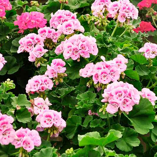 Florastore Anti-Moskito-Pflanze - 3 Stk - Pelargonium Pink Capitatum - Höhe 15-25Cm - ⌀10Cm