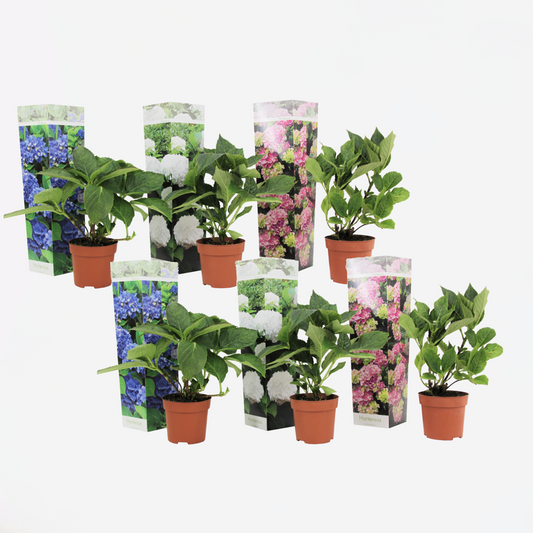 Florastore Hortensie - 6 Stk - Hydrangea Macrophylla - Höhe 25-40Cm - ⌀11Cm