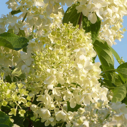 Florastore Hortensie - 6 Stk - Hydrangea Macrophylla - Höhe 25-40Cm - ⌀11Cm