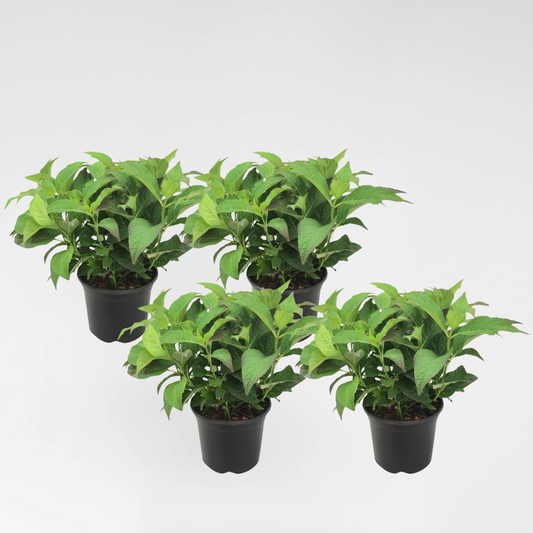 Florastore Hortensie - 4 Stk - Hydrangea Serrata 'Summerglow' - Höhe 25-40Cm - ⌀19Cm