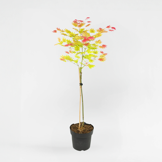 Florastore Japanischer Ahorn - Acer Palmatum 'Moonrise' - Höhe 80-90Cm - ⌀19Cm
