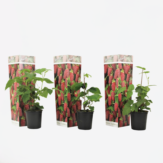 Florastore Taybeere - 3 Stk - Rubus 'Tayberry' - Höhe 25-40Cm - ⌀9Cm