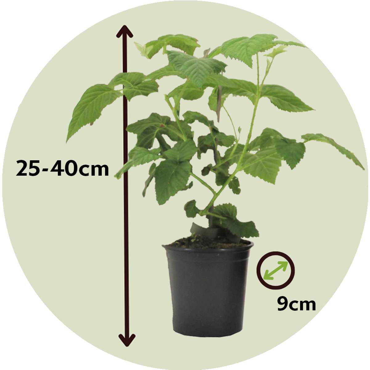 Florastore Taybeere - 3 Stk - Rubus 'Tayberry' - Höhe 25-40Cm - ⌀9Cm