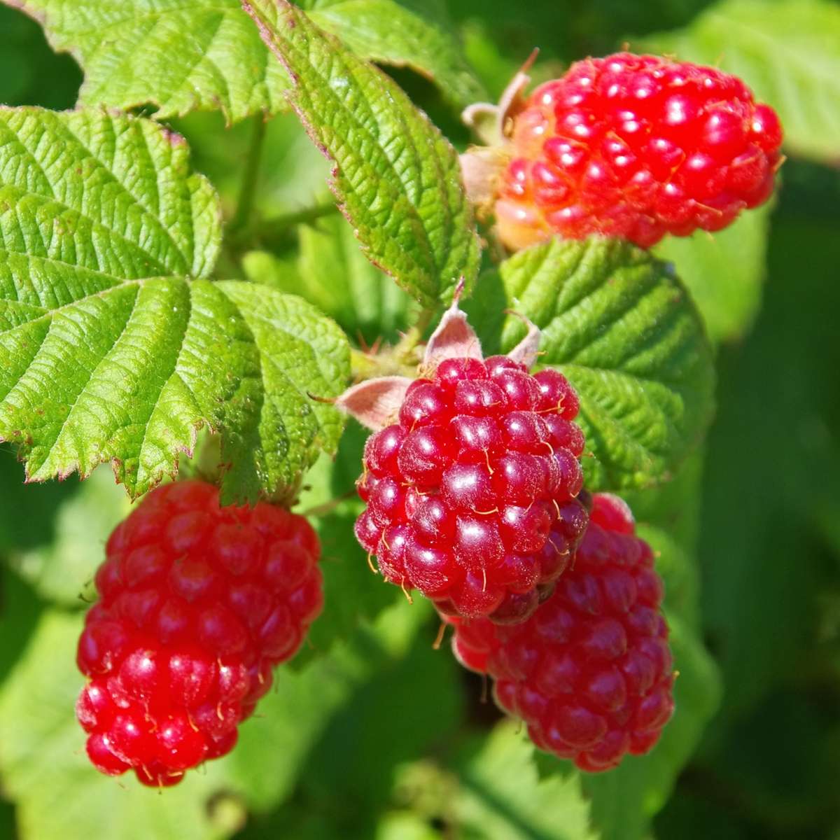 Florastore Taybeere - 3 Stk - Rubus 'Tayberry' - Höhe 25-40Cm - ⌀9Cm