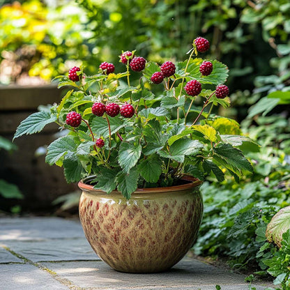 Florastore Taybeere - 3 Stk - Rubus 'Tayberry' - Höhe 25-40Cm - ⌀9Cm