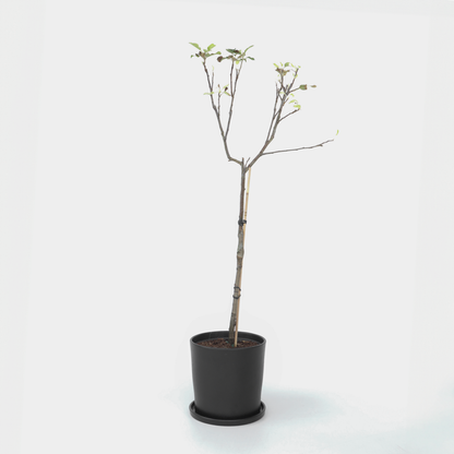 Florastore Apfelbaum - Malus Domestica 'Elstar' - Höhe 90-100Cm - ⌀21Cm