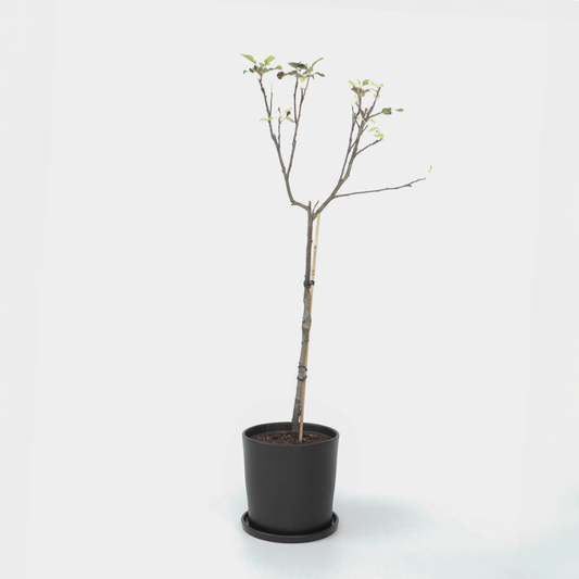 Florastore Apfelbaum - Malus Domestica 'Elstar' - Höhe 90-100Cm - ⌀21Cm