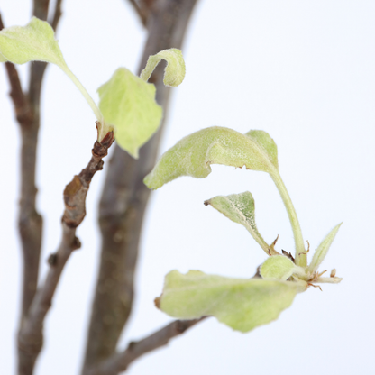 Florastore Apfelbaum - Malus Domestica 'Elstar' - Höhe 90-100Cm - ⌀21Cm