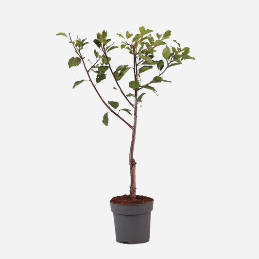 Florastore Pflaumenbaum - Prunus Domestica 'Opal' - Höhe 90-100Cm - ⌀21Cm