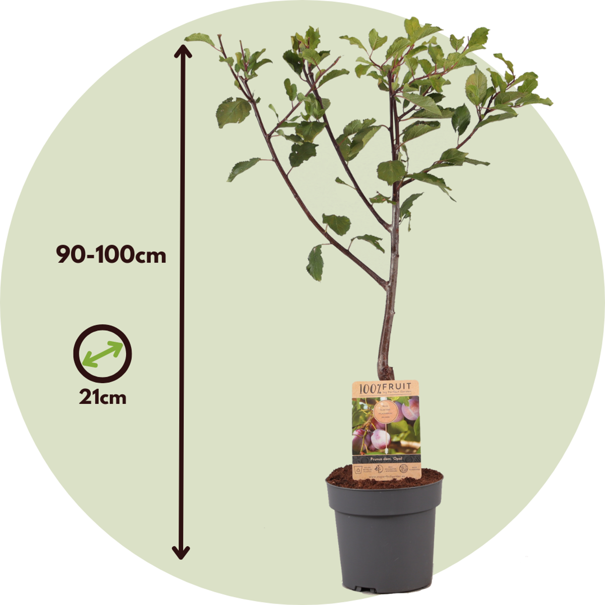 Florastore Pflaumenbaum - Prunus Domestica 'Opal' - Höhe 90-100Cm - ⌀21Cm